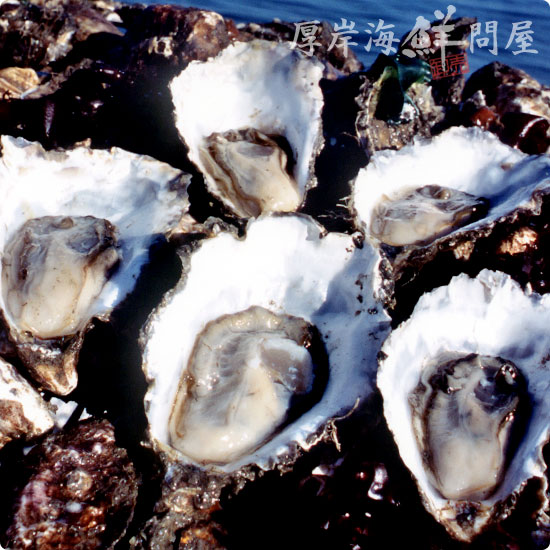 厚岸産 牡蠣（かき）